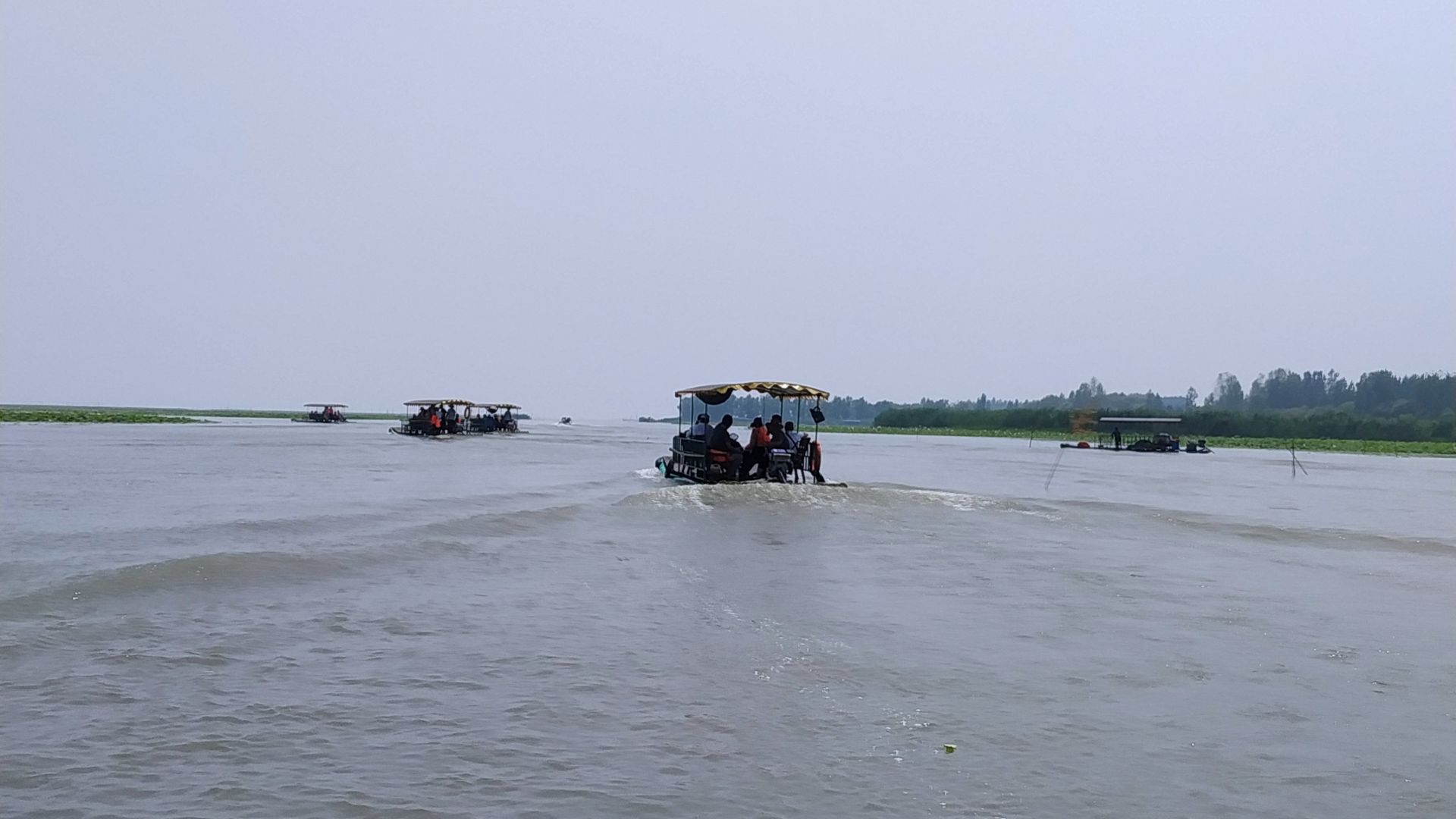 微山湖观荷花,青荷盖绿水微山湖十万亩荷花盛放