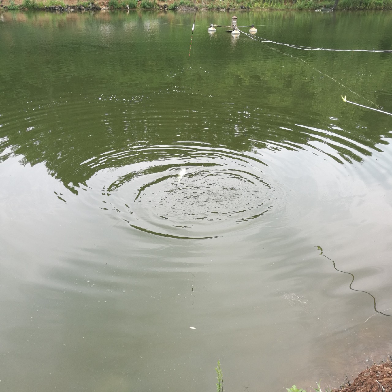 黑坑第三站小寨水库，竿断脆响人郁闷...