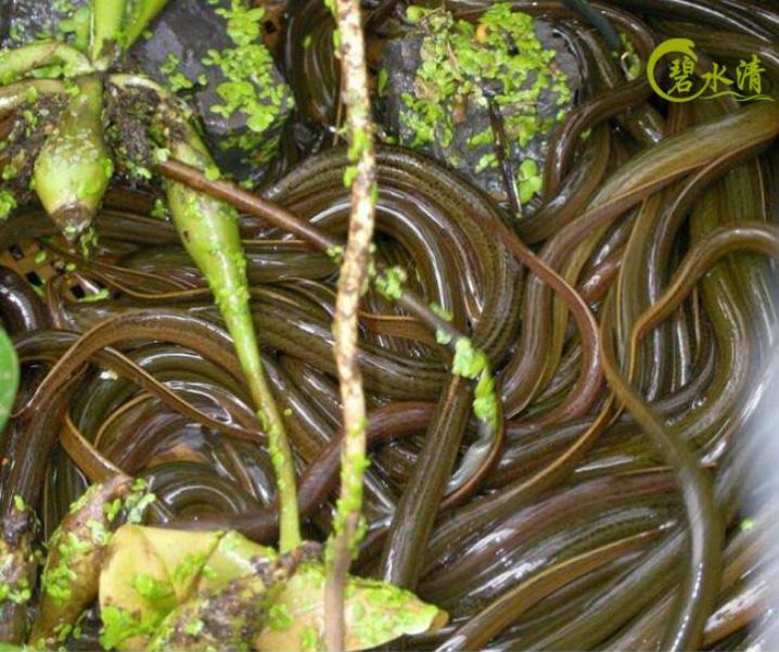 湖北福星现代农业黄鳝养殖,创业黄鳝养殖项目