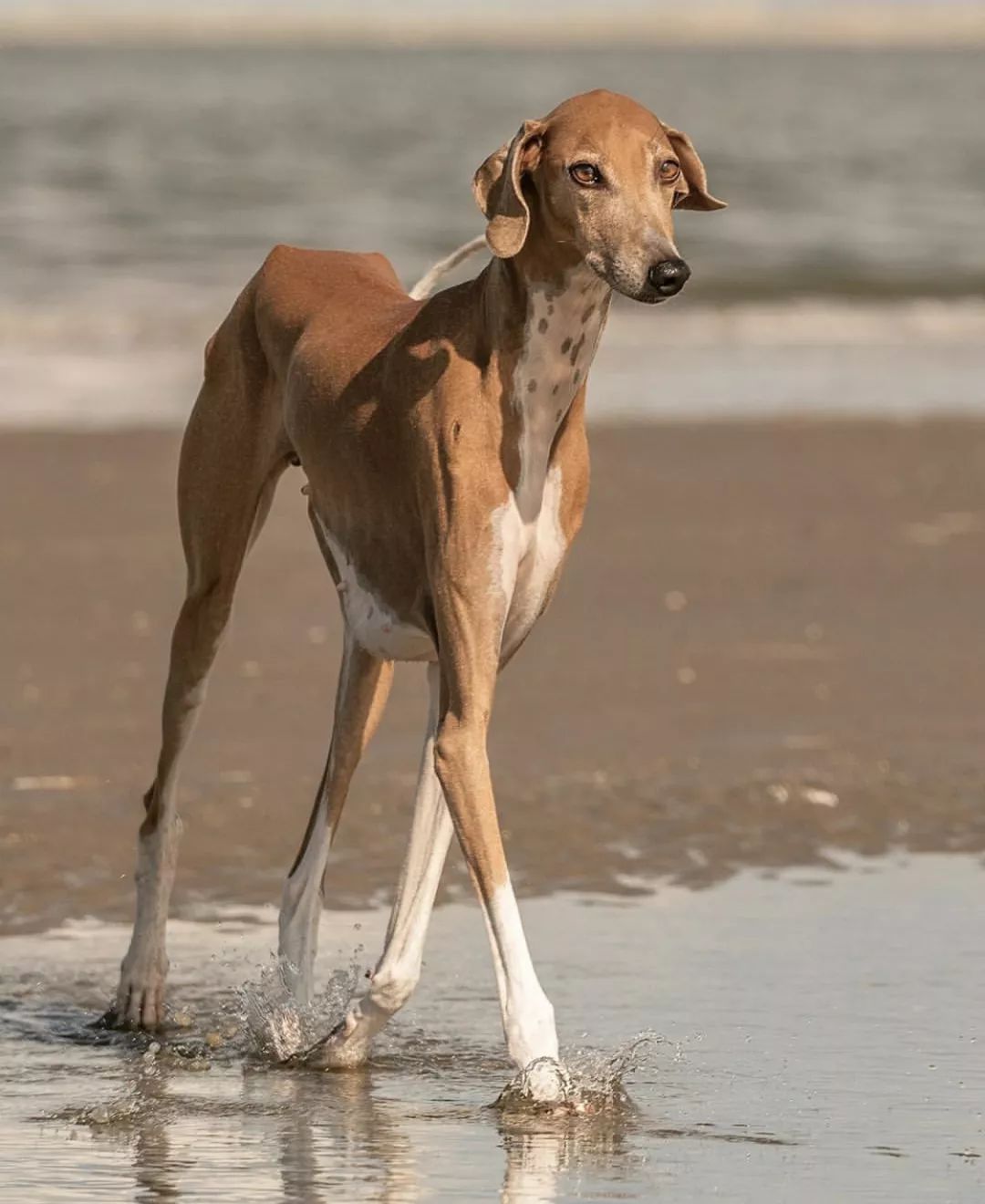 12种爱犬领你参观它们的老家