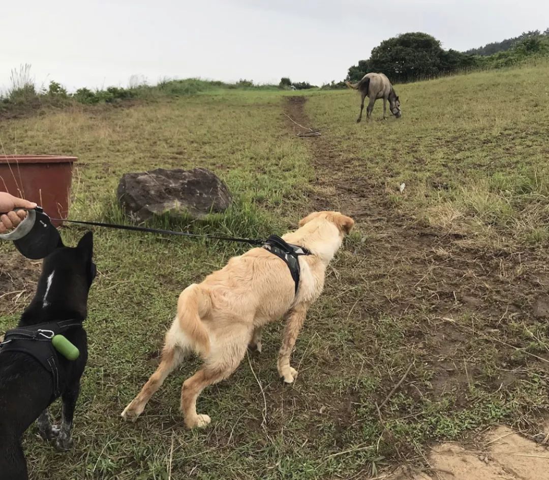 12种爱犬领你参观它们的老家