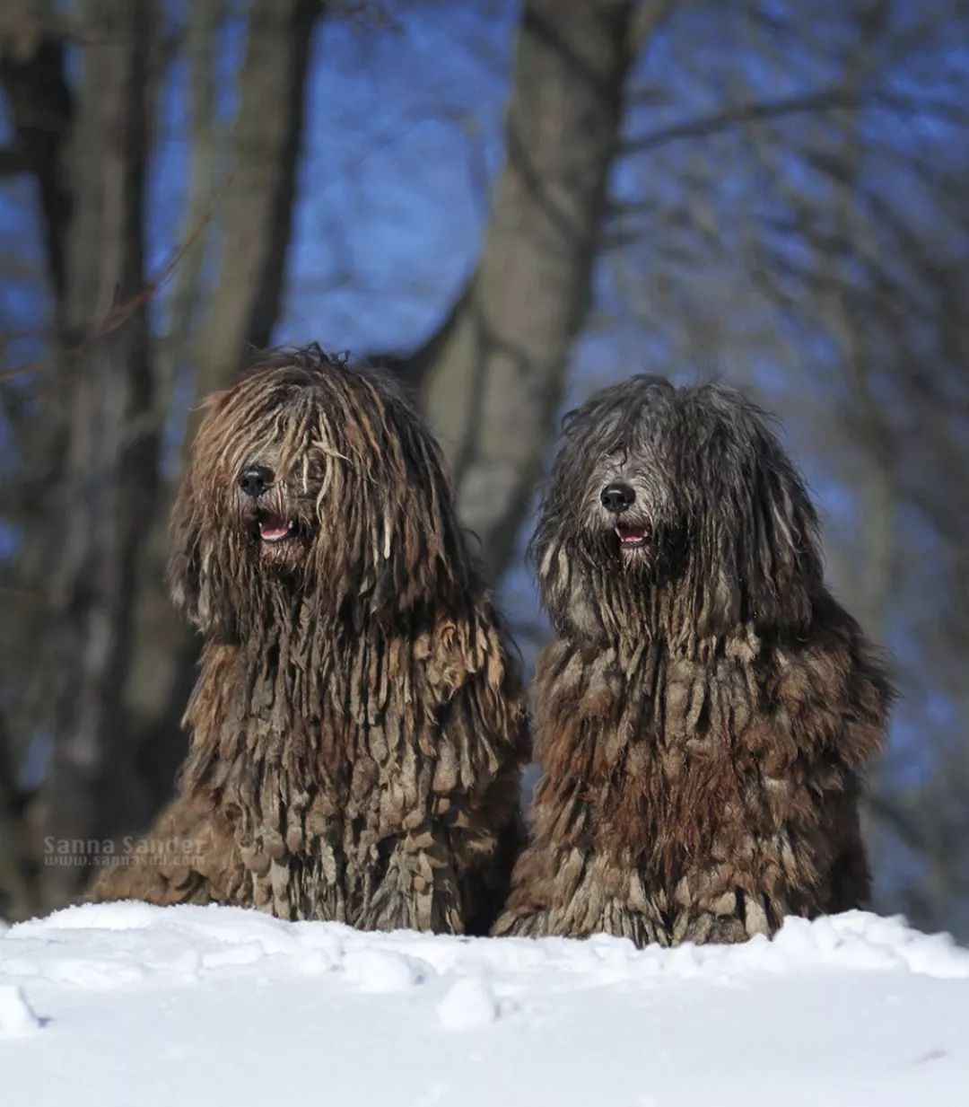 12种爱犬领你参观它们的老家