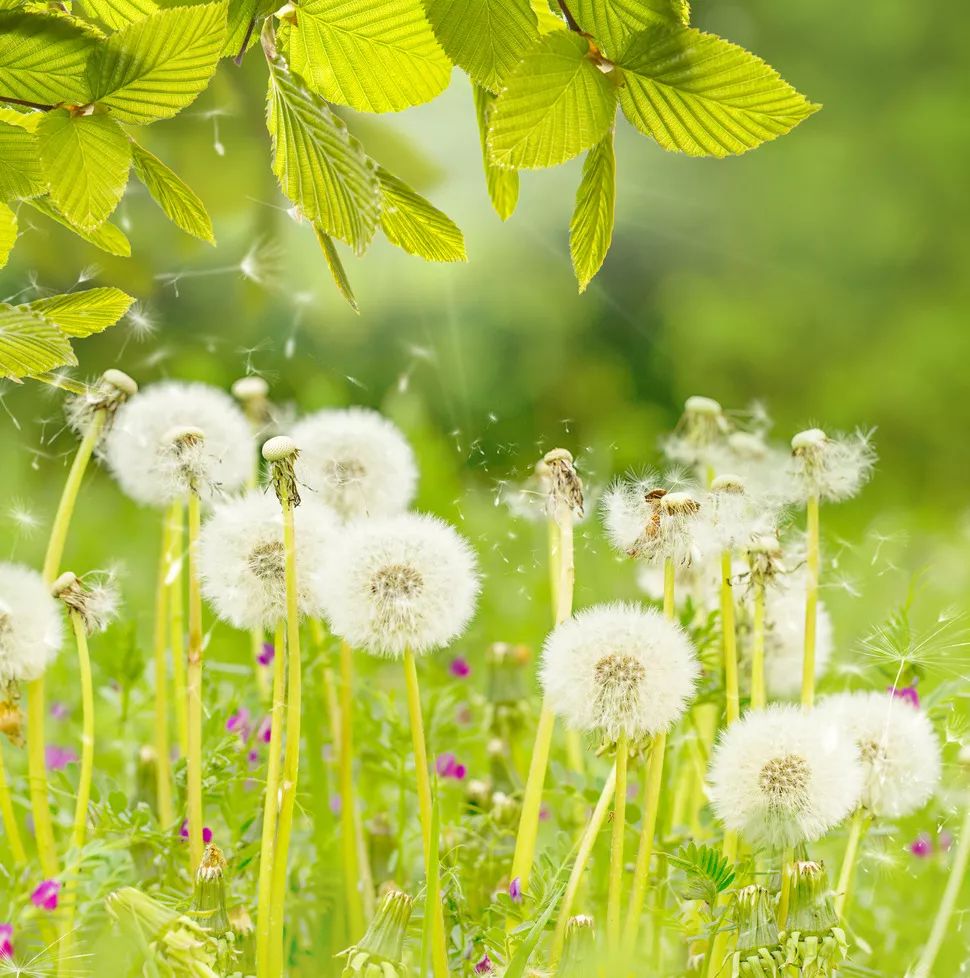 一吹就散的蒲公英就是弱不禁风,一吹就散的蒲公英什么地方有