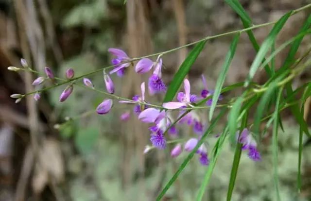 一吹就散的蒲公英就是弱不禁风,一吹就散的蒲公英什么地方有