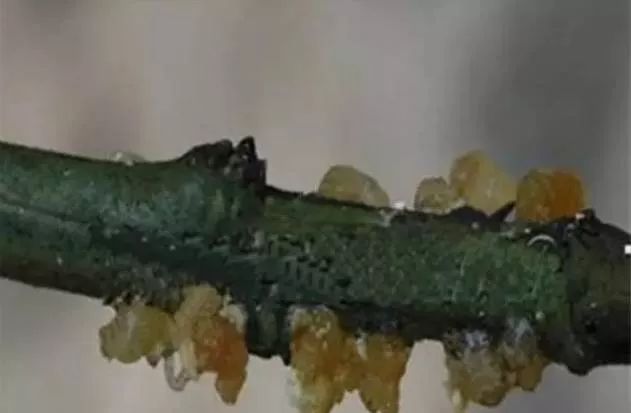 秋梢如何防治病虫害,注意秋梢之后的防落果管理