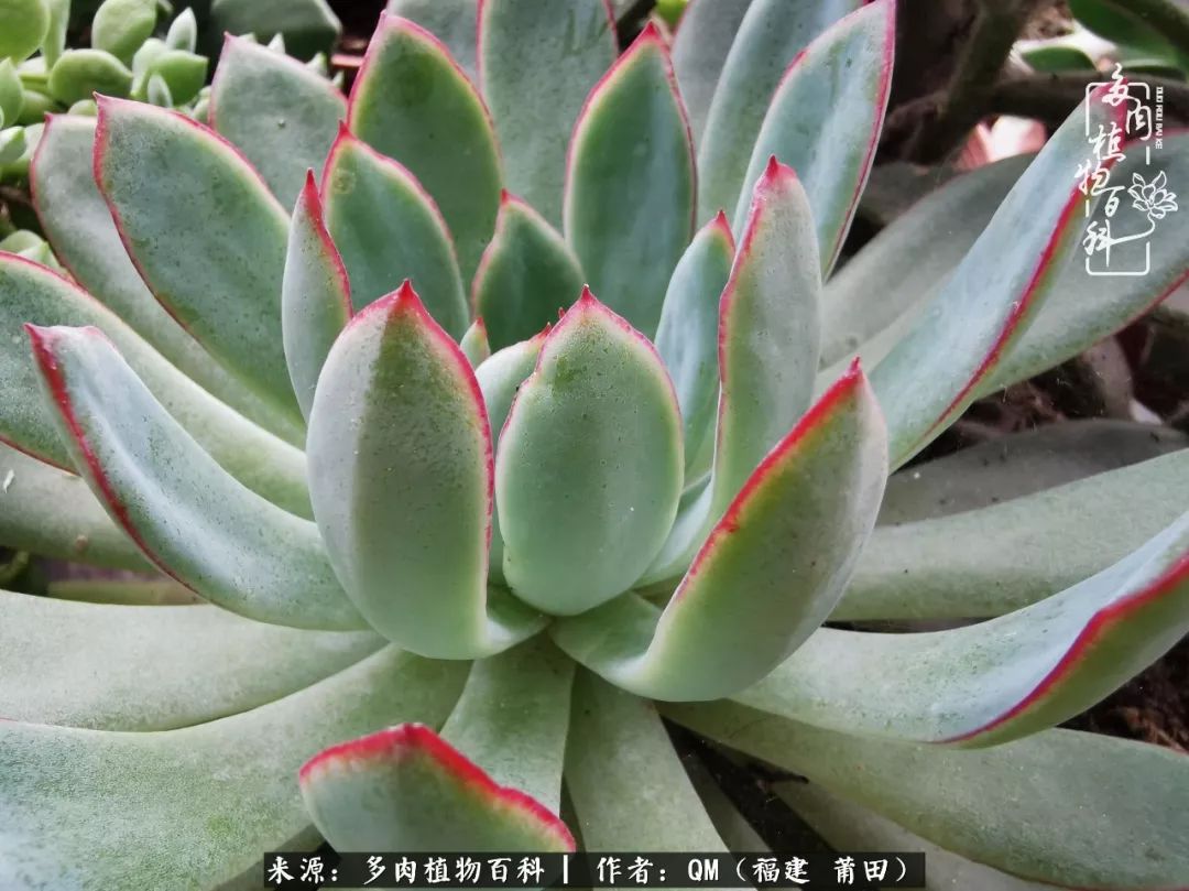 无尽的多肉!陪我走过七年人生之旅