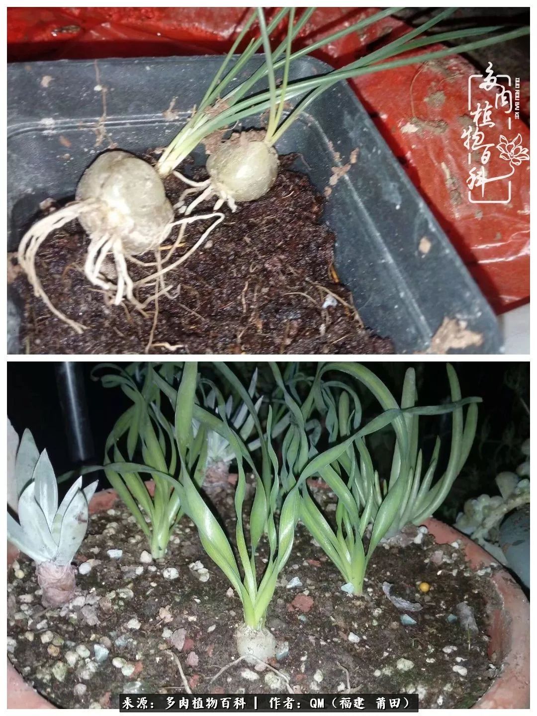 无尽的多肉!陪我走过七年人生之旅