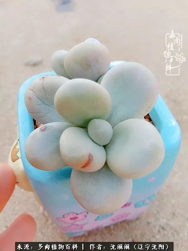 心若向阳无惧晴天,心若向阳不畏风雨