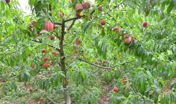 桃树怎样管理长得桃又大又甜,种植桃树的方法