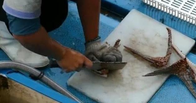 怎样吃海星,怎么吃海星不拉肚子