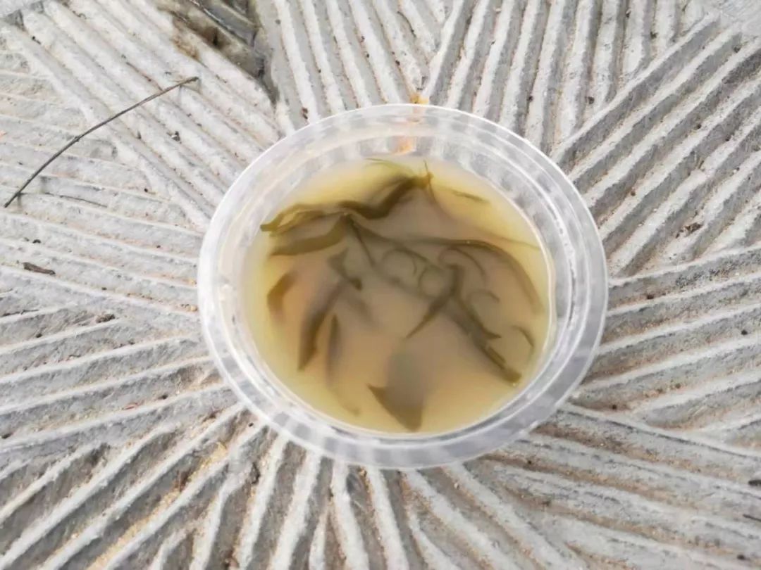 鍥涘閭ｅ粖鍥㈣喘,鍥涘閭ｅ粖闂ㄧエ