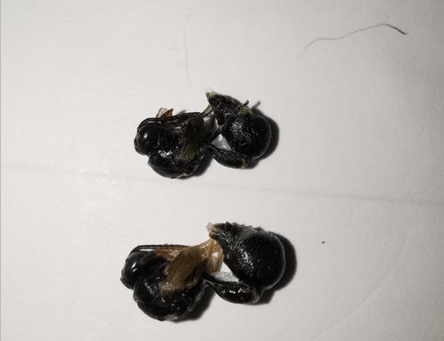 泥蜂筑巢的泥是哪来的,泥蜂能用泥巴筑巢吗