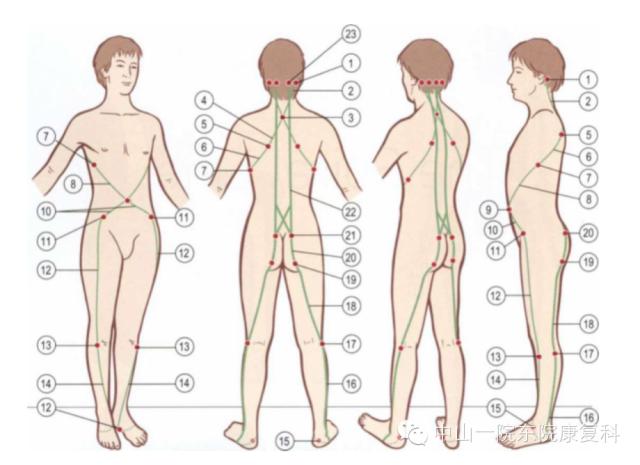 康复治疗技术人体解剖学,12条筋膜链解析及治疗手法
