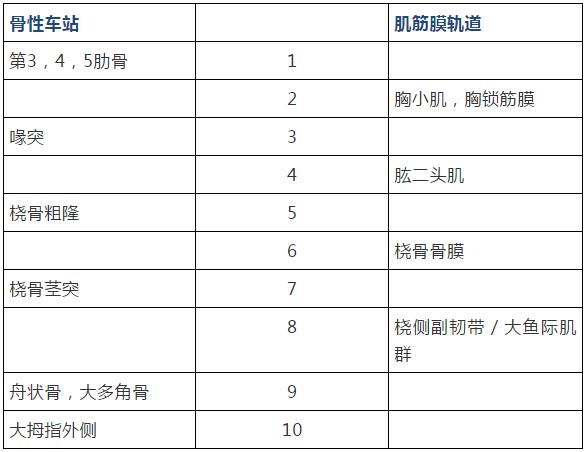 康复治疗技术人体解剖学,12条筋膜链解析及治疗手法