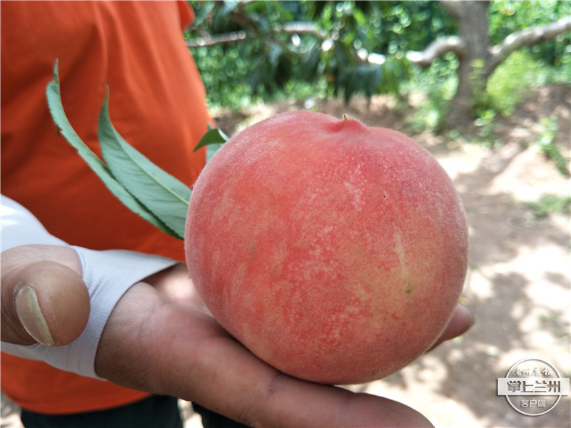 白凤桃安宁区,正宗兰州安宁白凤桃购买