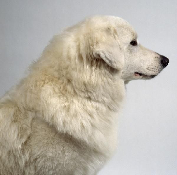 狗狗拉肚子尿血后怎么护理,狗狗拉肚子原因及简单处理方法