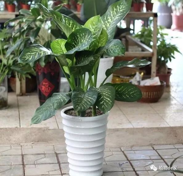 这3种花外表漂亮却有毒,这5种花超级美