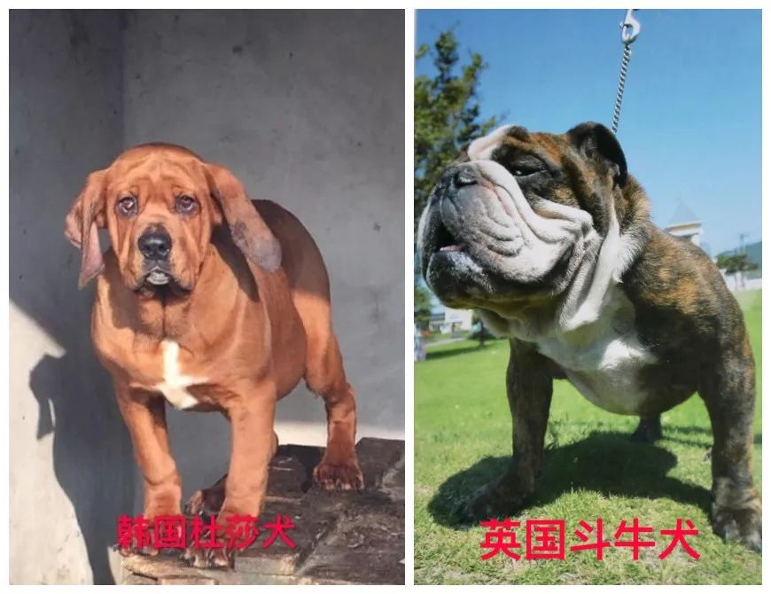 天津烈性犬,天津禁养犬重点管理区域划分