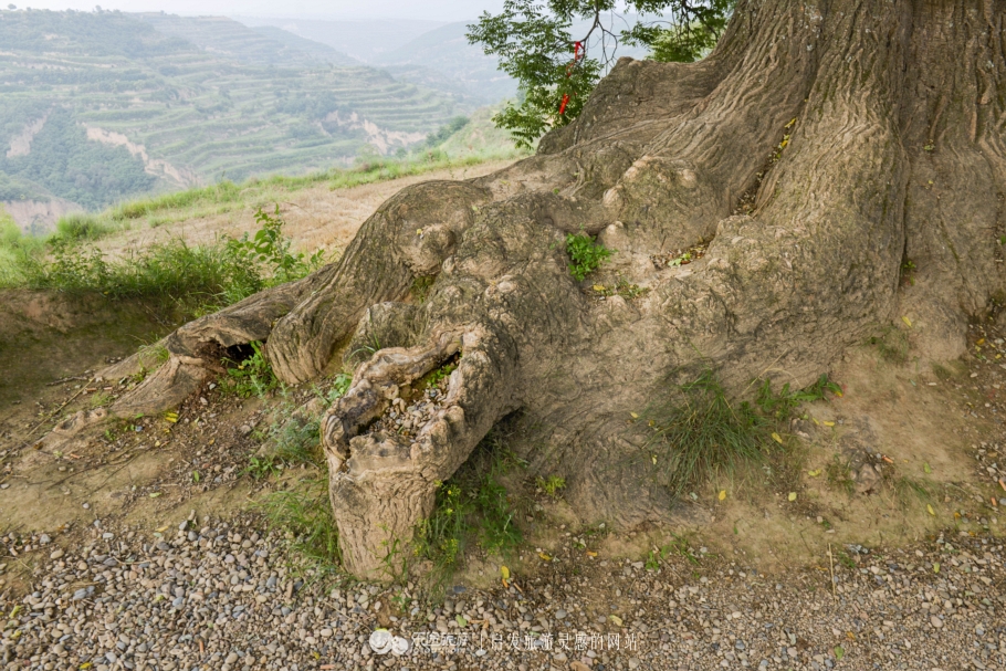 鹑觚城,鹑觚美食