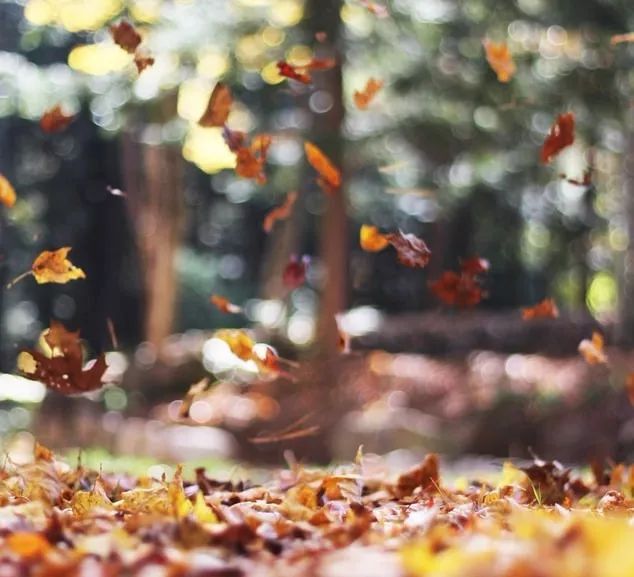 秋天的诗句15篇,5篇关于秋天的诗词