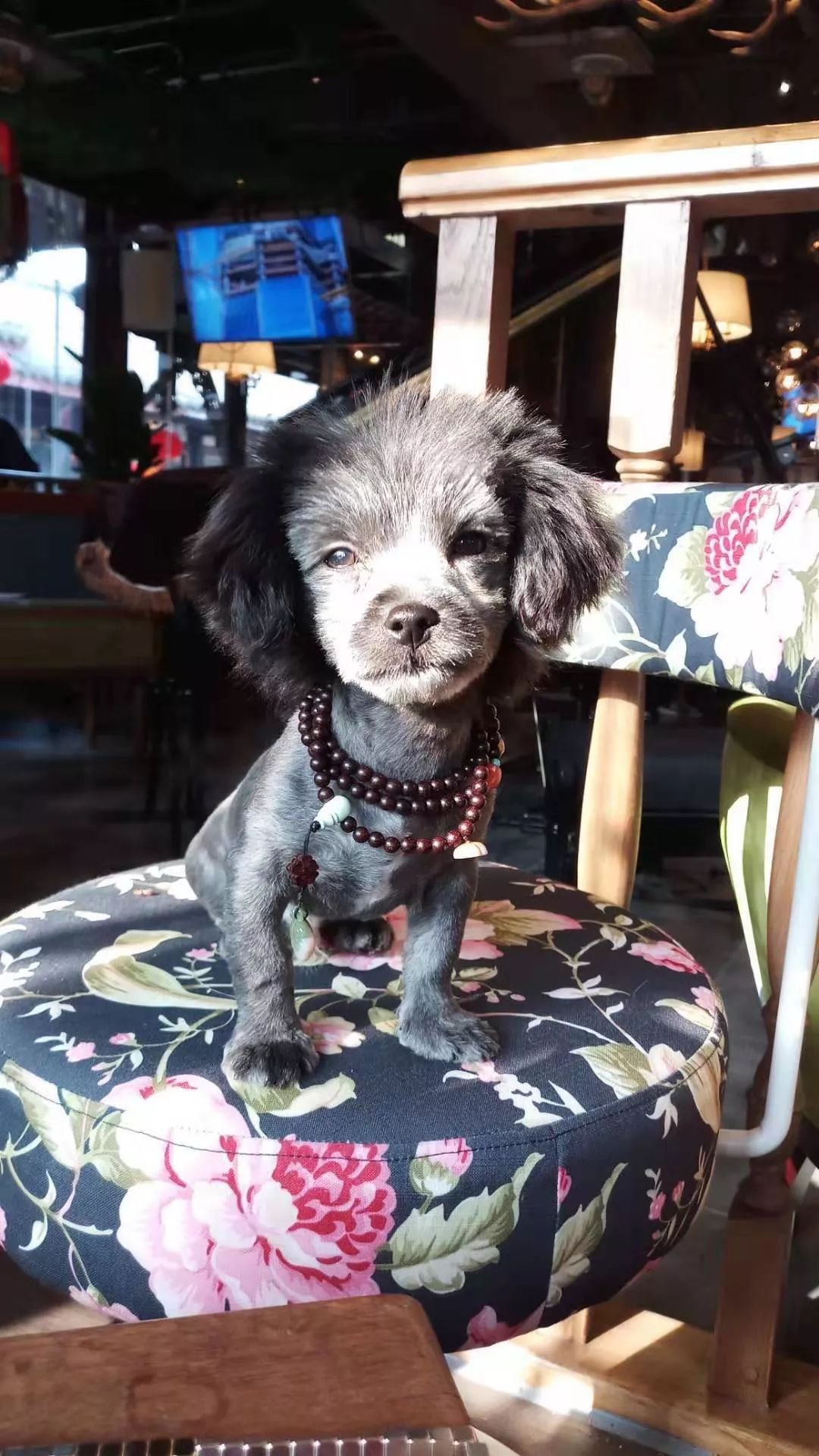 用生命影响生命朗诵央视,用生命影响生命手语朗诵