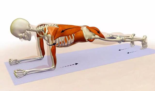 平板支撑交替摸肩练什么,平板支撑可以练腹直肌吗