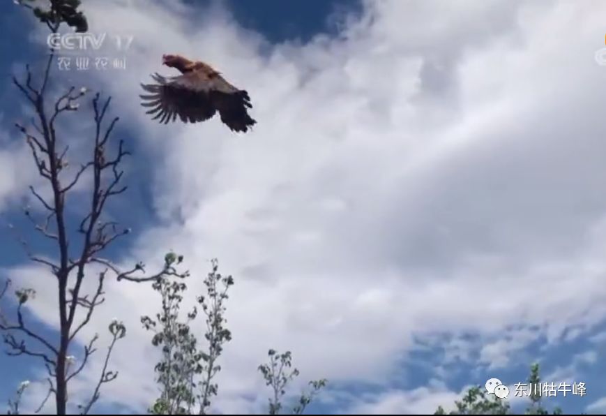 东川茶花仙子今日新闻,东川茶花致富经