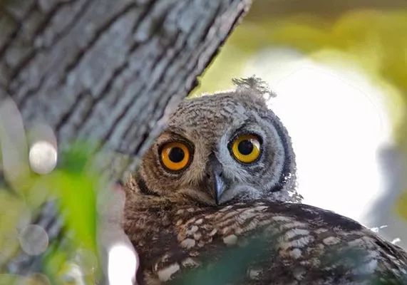 南非高尔夫球旅游,南非高尔夫