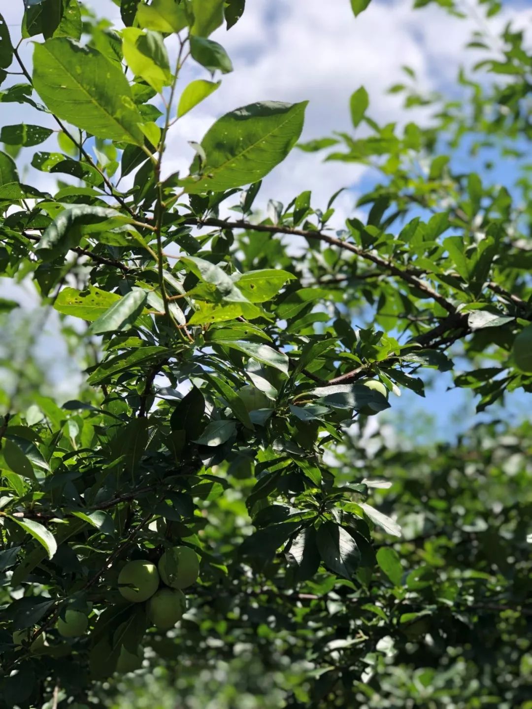 最难忘的家乡永泰,永泰家乡