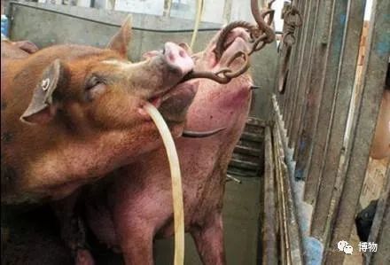 喝凉水都长肉,喝凉水都长肉原来是它惹的祸