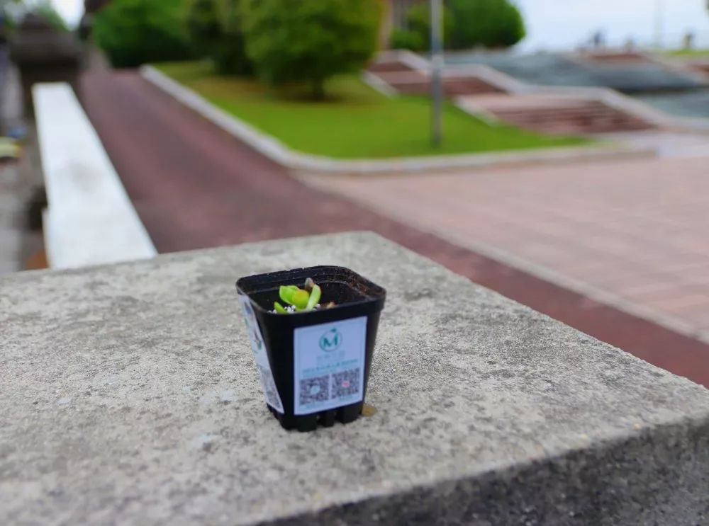 南京工业大学公益林上线，快来浇水种树！