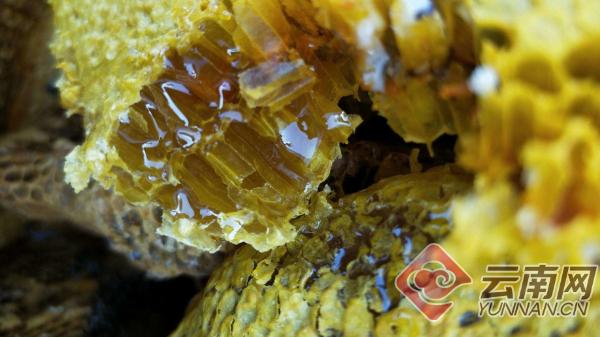 墨江县乡村振兴重要举措,云南省墨江县乡村振兴