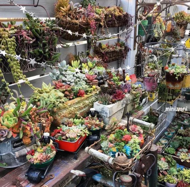 当破铜烂铁碰上多肉，这美度居然还能翻倍