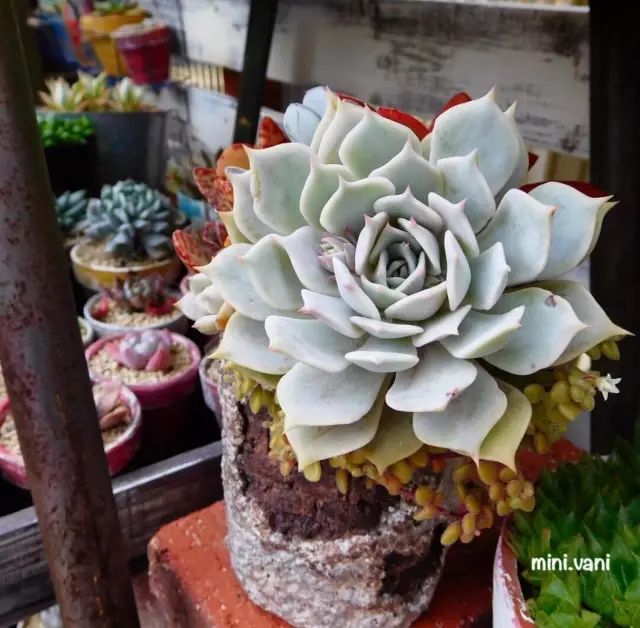 当破铜烂铁碰上多肉，这美度居然还能翻倍