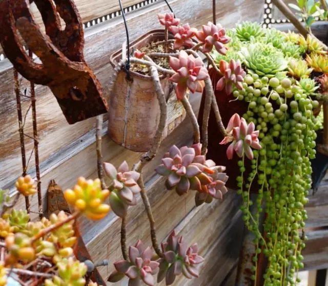 当破铜烂铁碰上多肉，这美度居然还能翻倍