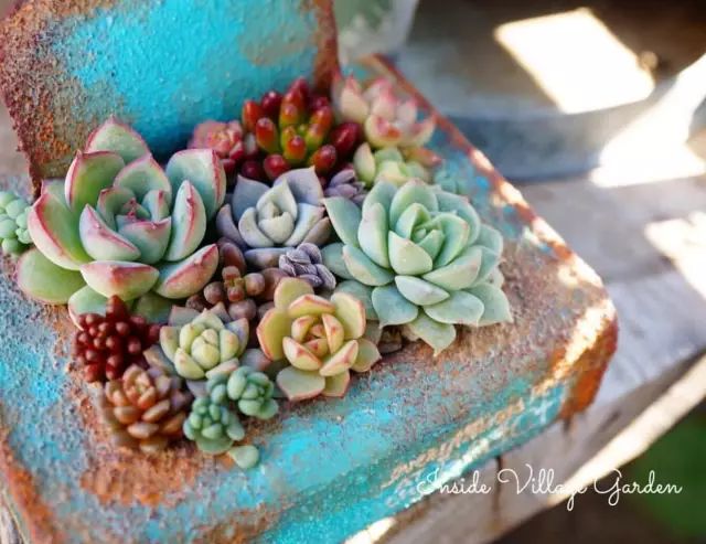 当破铜烂铁碰上多肉，这美度居然还能翻倍