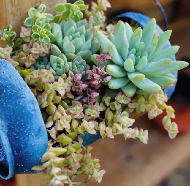 当破铜烂铁碰上多肉，这美度居然还能翻倍