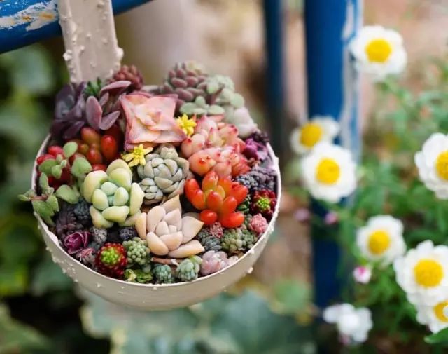 当破铜烂铁碰上多肉，这美度居然还能翻倍