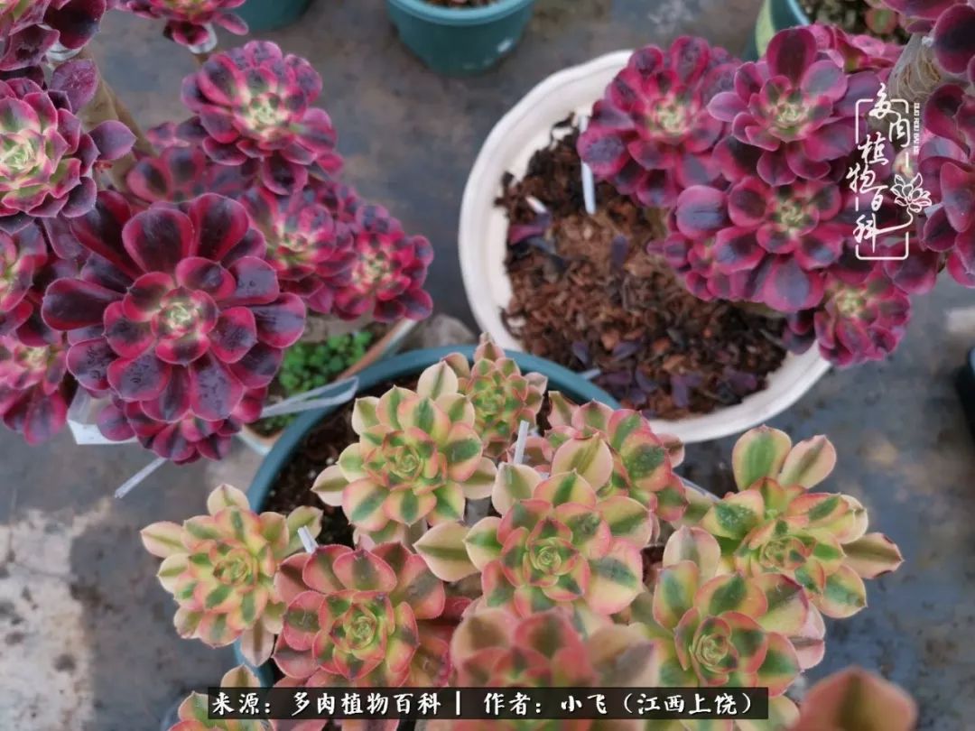 多肉法师品种科普之常见法师锦,法师多肉新品种锦光辉