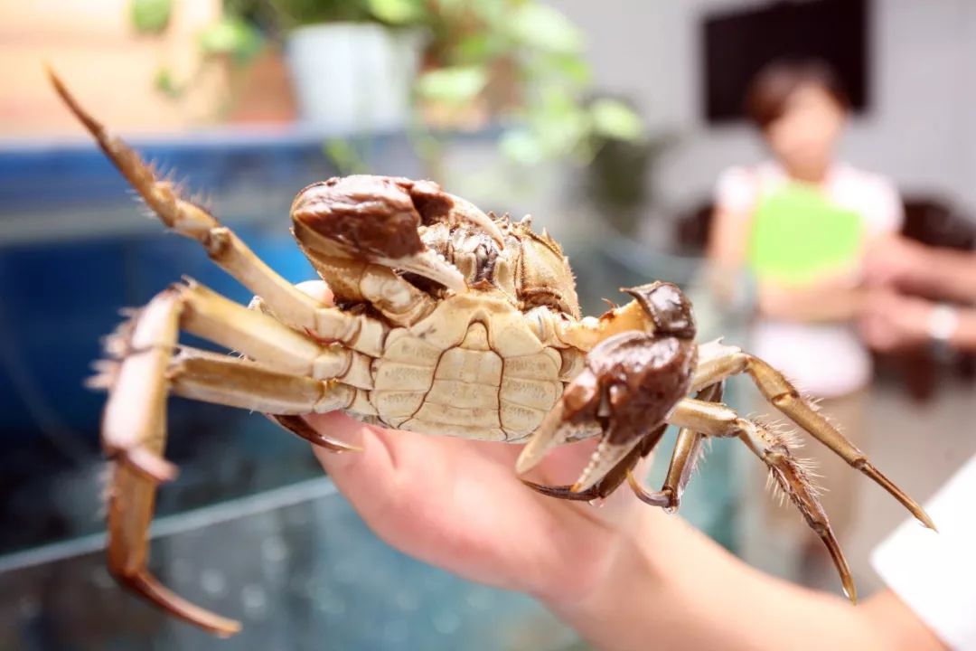 六月黄是发育不良，黄油蟹是病入膏肓