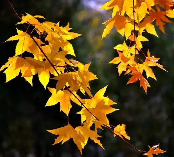 【微食疗】谁说百合一定苦?甜甜粉粉也很好吃~