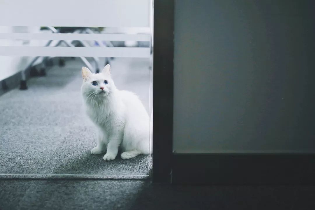 猫知道想主人吗,猫知道下雨下雪