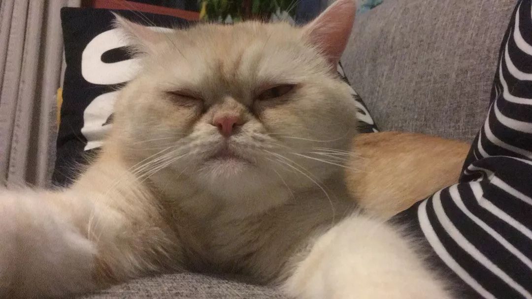 猫知道想主人吗,猫知道下雨下雪