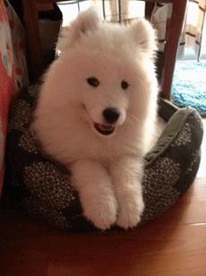 狗狗舌头的秘密居然有7个,汪星人有哪些秘密