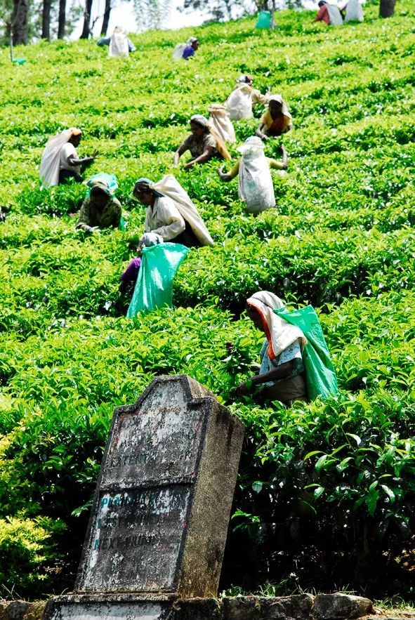 宸¤鑻辨枃,宸¤涔嬫梾