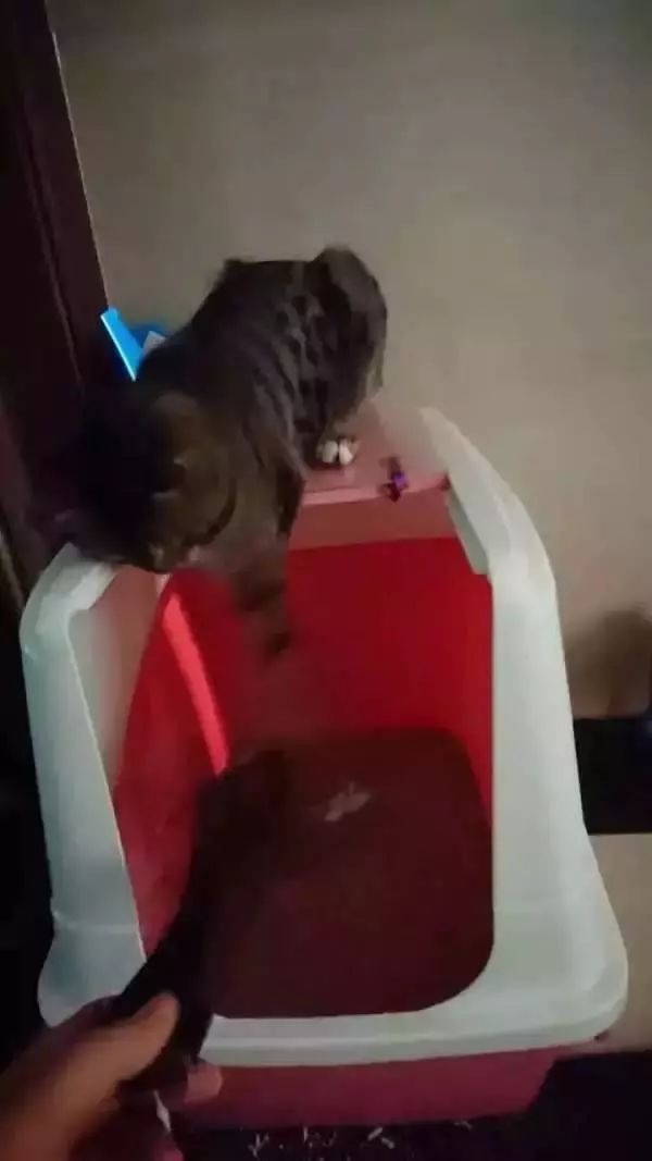 千万别养猫,来自万千网友的血泪控诉