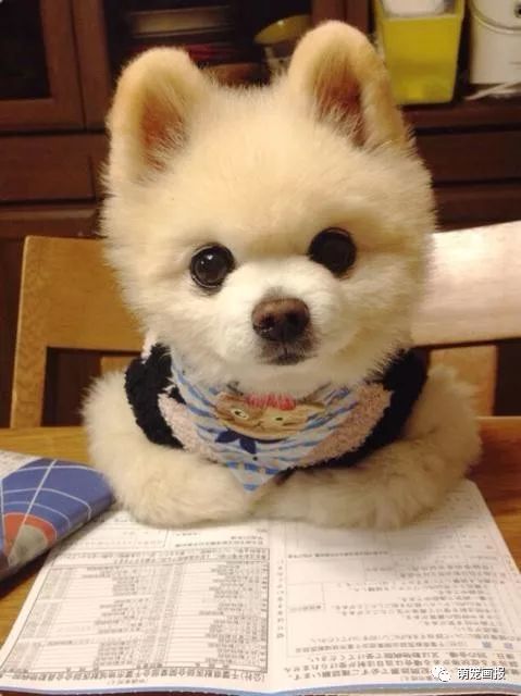 博美犬俊介君,日本博美犬俊介君