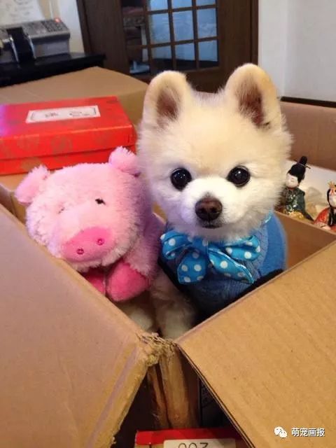 博美犬俊介君,日本博美犬俊介君