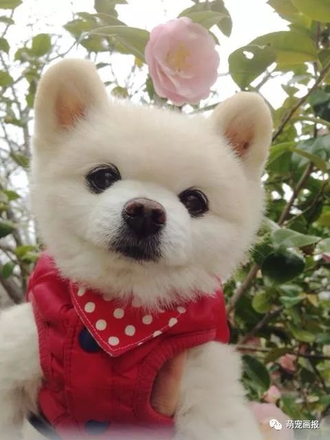 博美犬俊介君,日本博美犬俊介君
