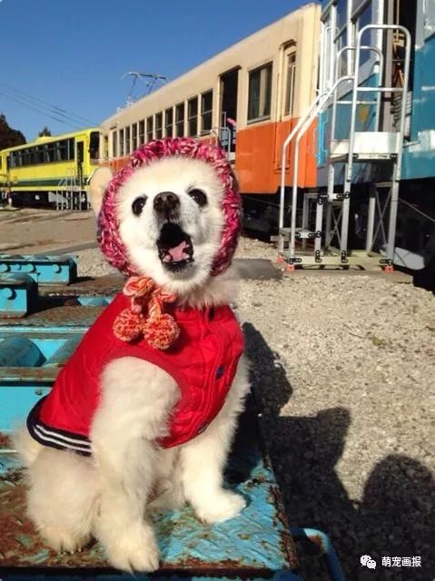 博美犬俊介君,日本博美犬俊介君